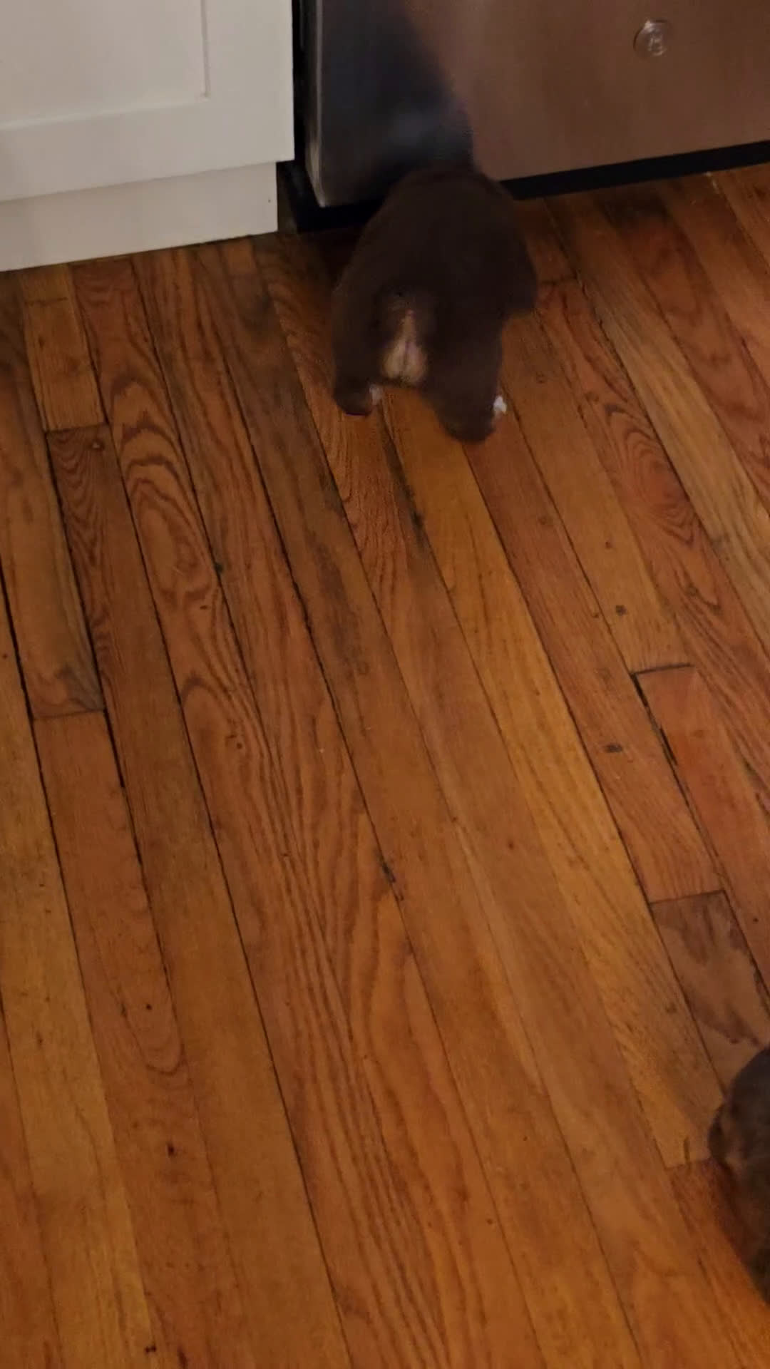 Australian Shepherd dogs for sale: Australian Shepherd Puppy 1 - Video 1