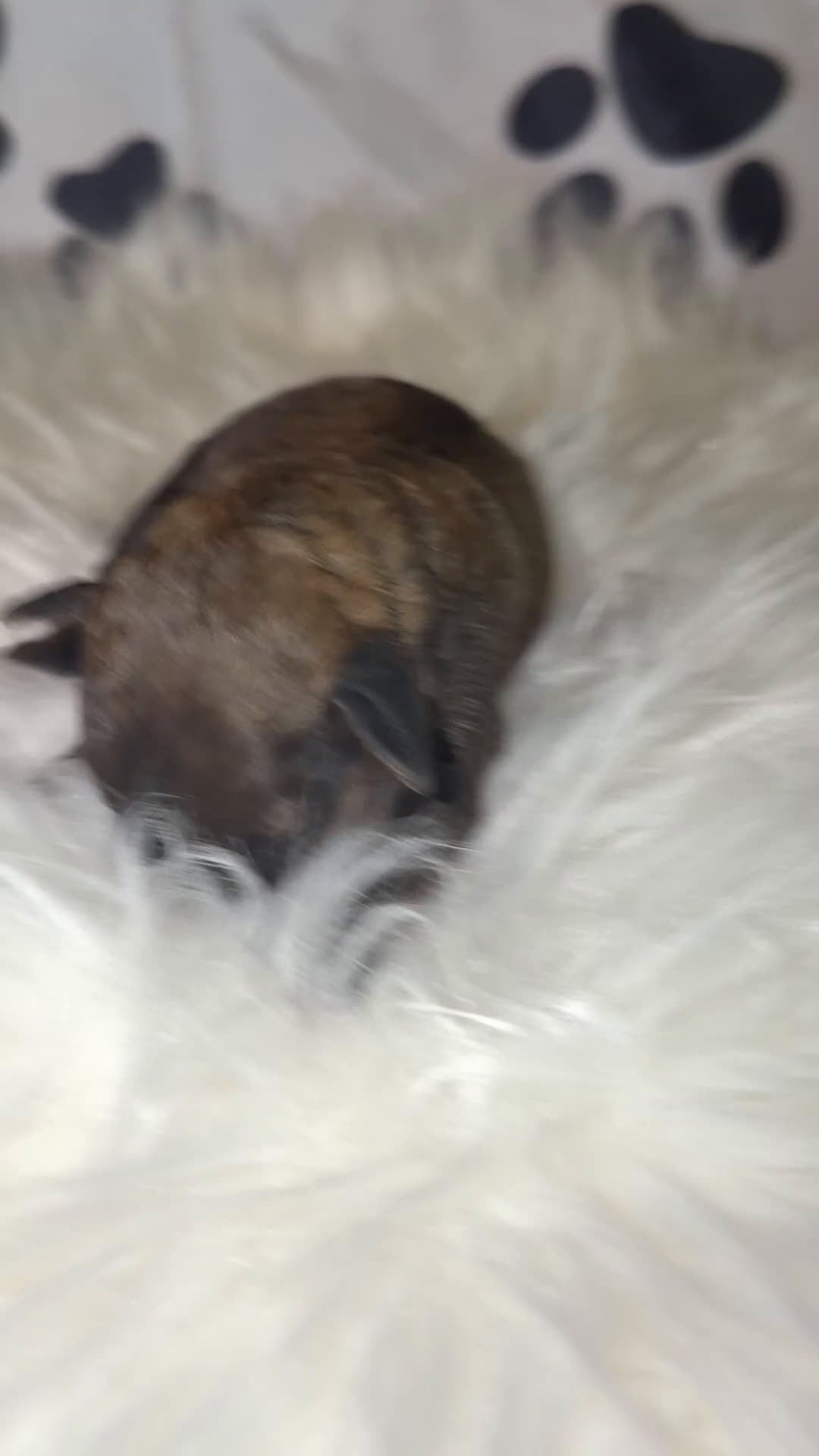 Toy Poodle dogs for sale: Milan  - Video 1