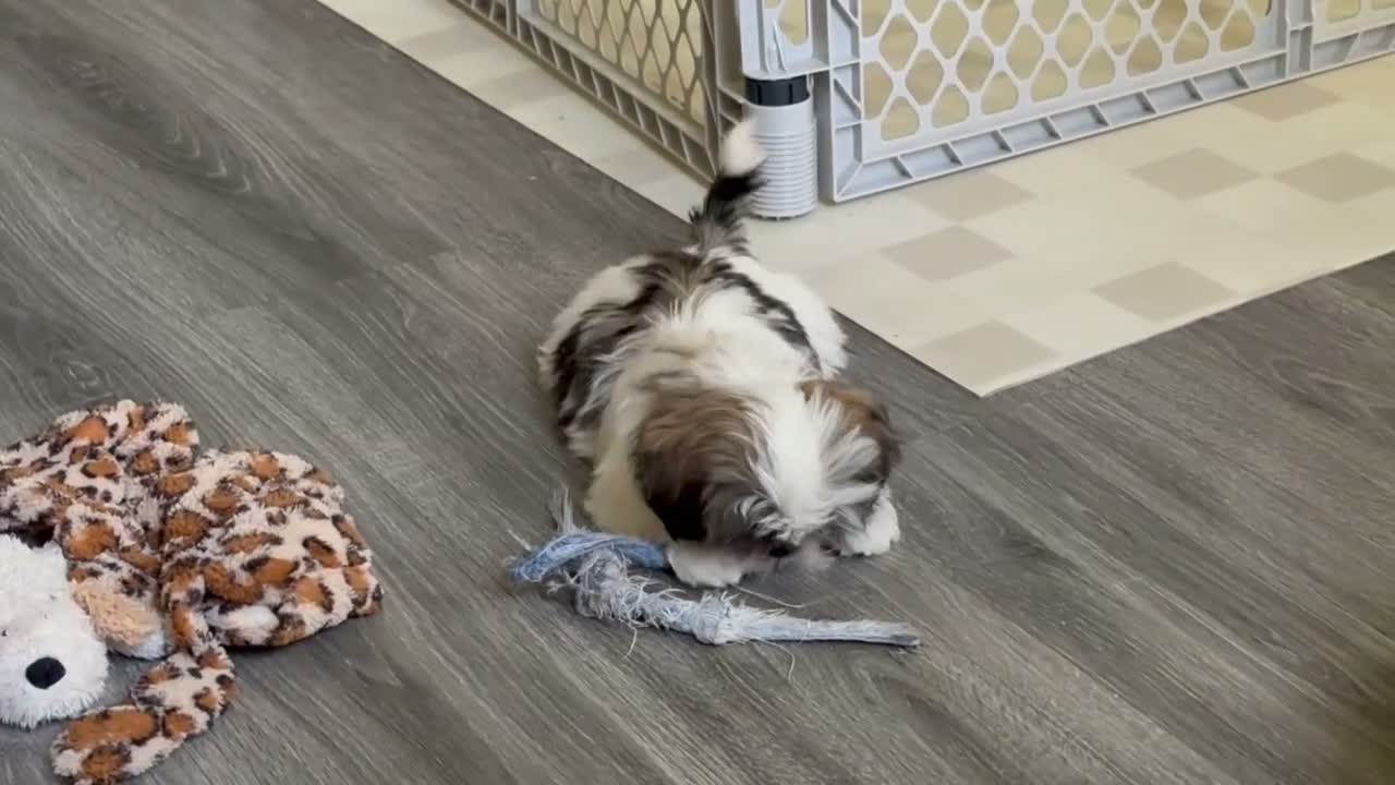 Shih Tzu dogs for sale: Shih Tzu 1 - Video 2