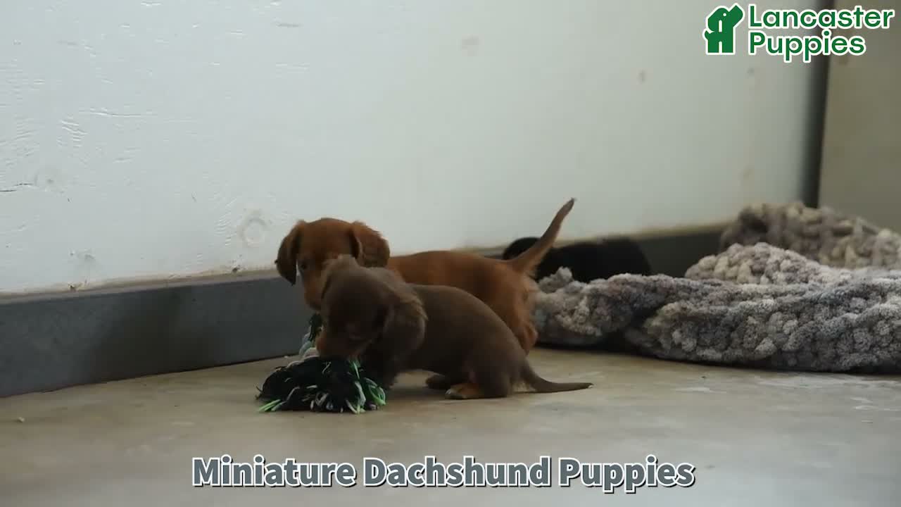 Miniature Dachshund dogs for sale: Candy - Video 1