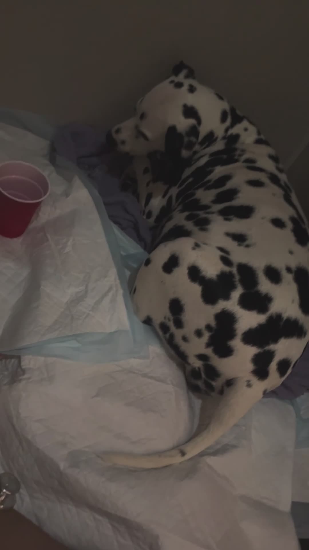 Dalmatian dogs for sale: Dalmatian Puppy 2 - Video 1