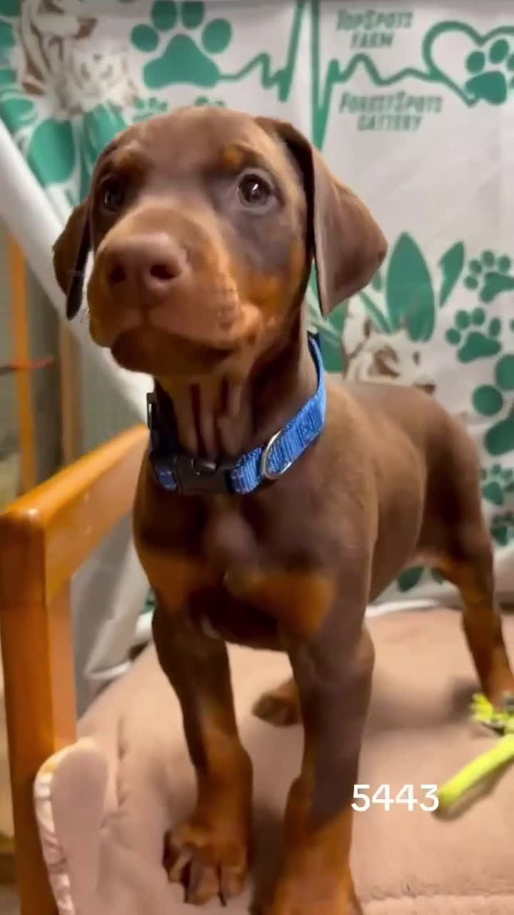 Doberman Pinscher dogs for sale: Female with ears cropped - Video 1