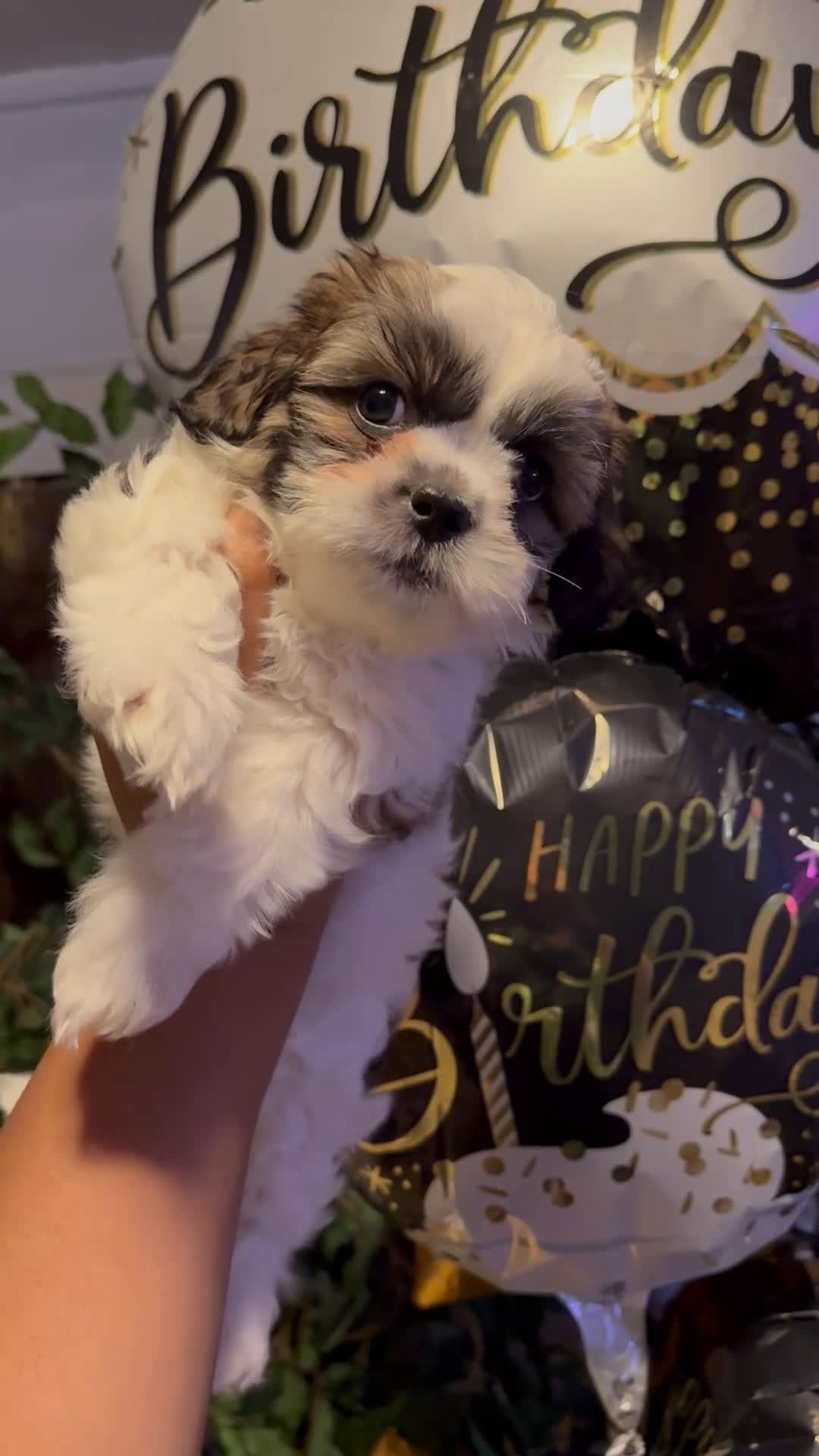 Shih Tzu dogs for sale: Shih Tzu Puppy 3 - Video 1