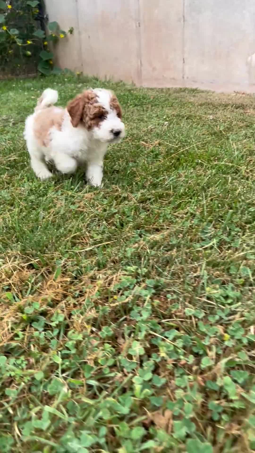 Mini Goldendoodle dogs for sale: Dusty - Video 2