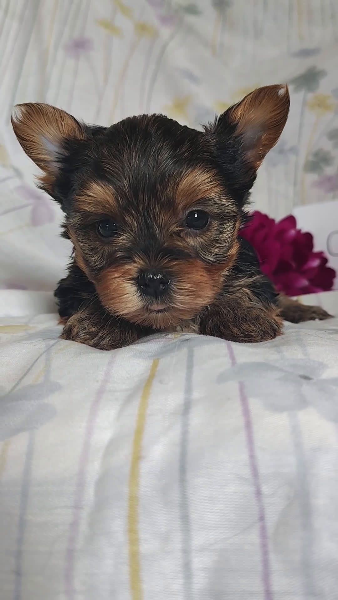 Yorkshire Terrier dogs for sale: Charlie - Video 2