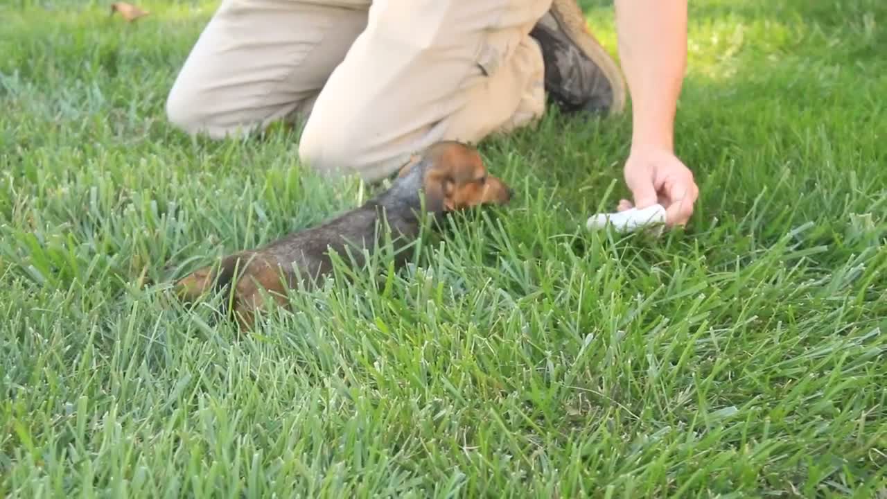 Miniature Dachshund dogs for sale: Rusty Miniature Dachshund  - Video 2