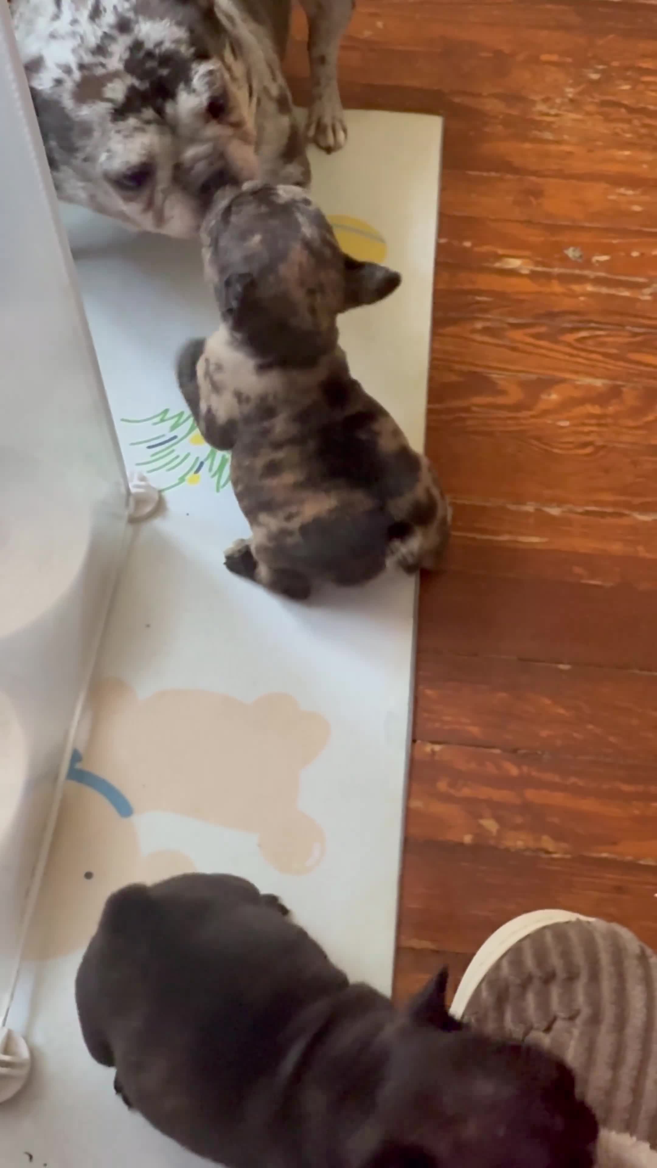 French Bulldog dogs for sale: French Bulldog  - Video 1