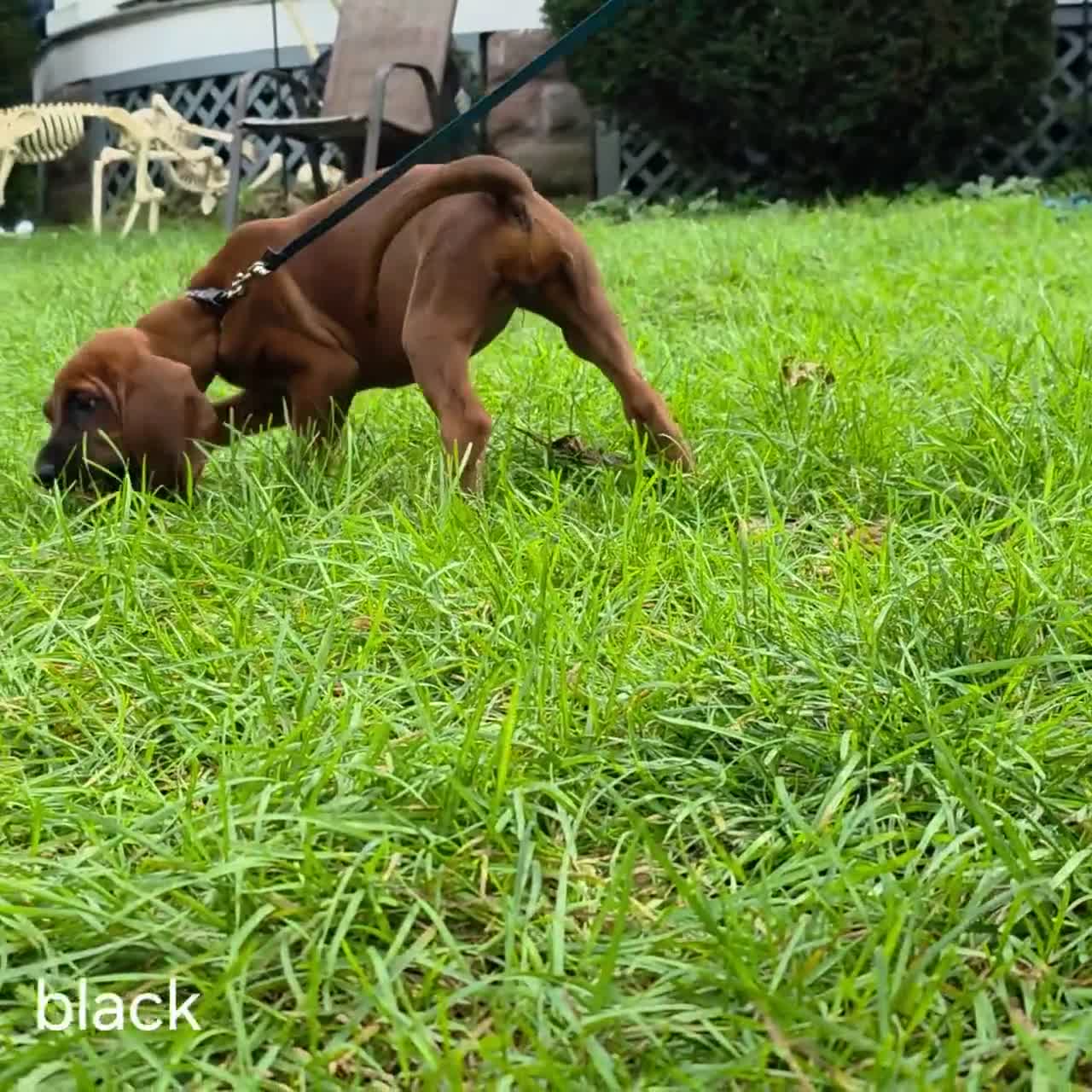 Redbone Coonhound dogs for sale: Redbone Coonhound black collar - Video 3