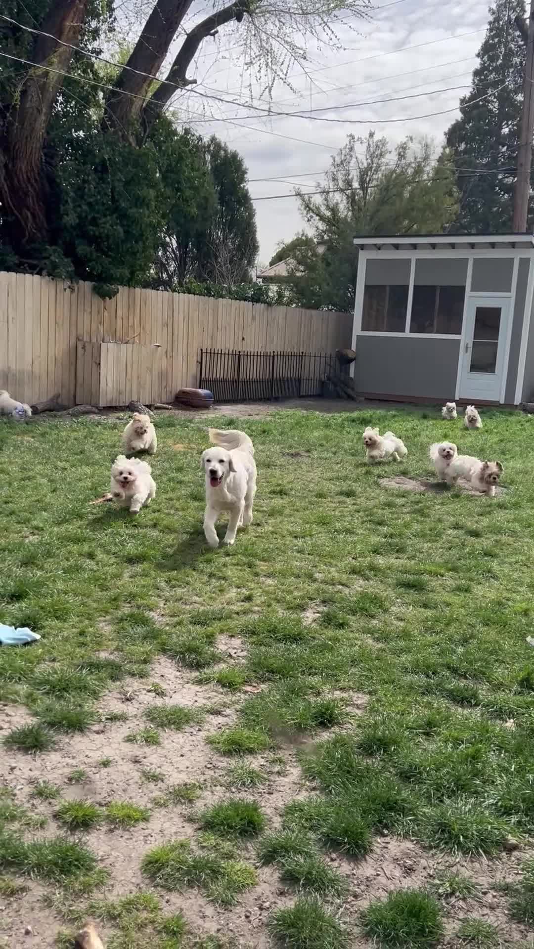 Lhasa Apso dogs for sale: Lhasa Apso Puppy 4 - Video 1