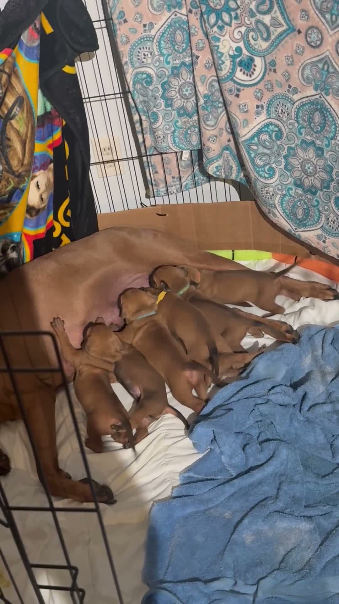 Rhodesian Ridgeback dogs for sale: Rhodesian Ridgeback 7 - Video 2
