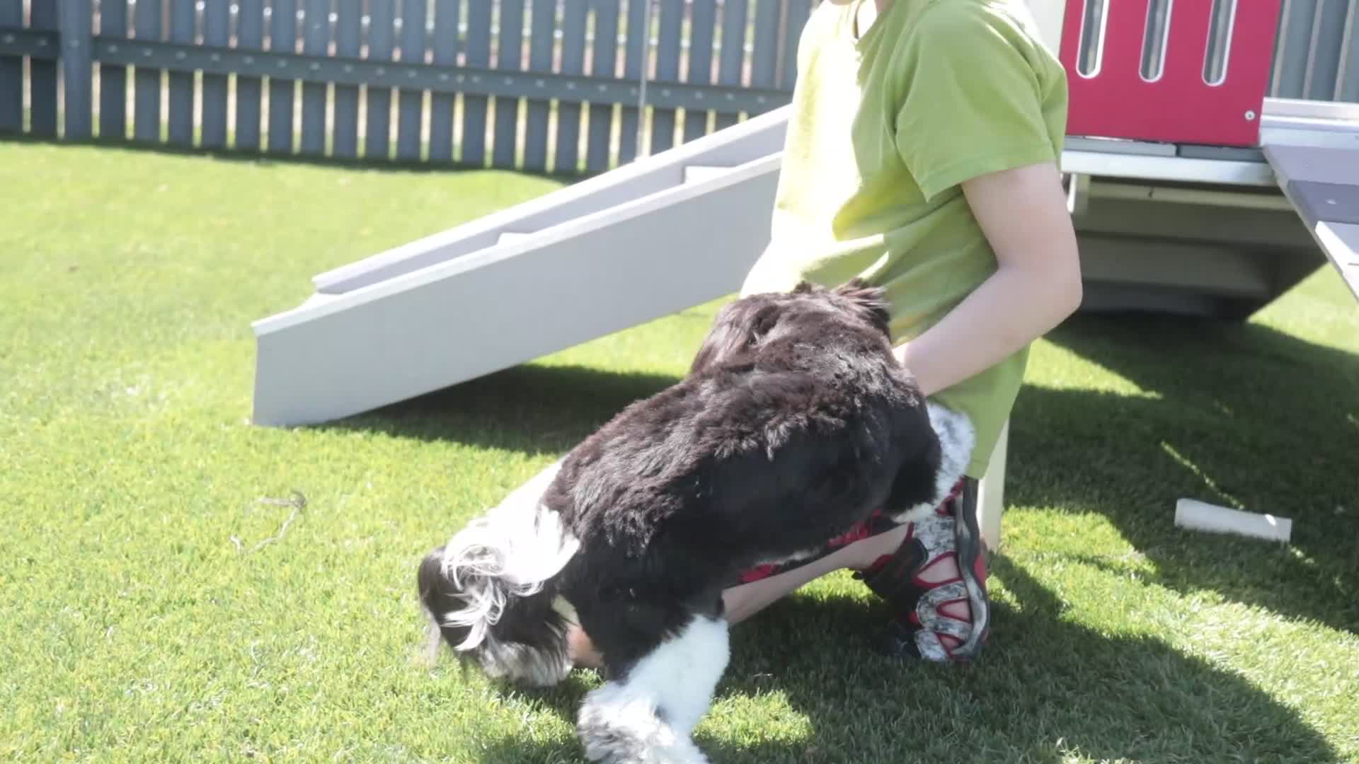 Havanese dogs for sale: Oreo - Video 1