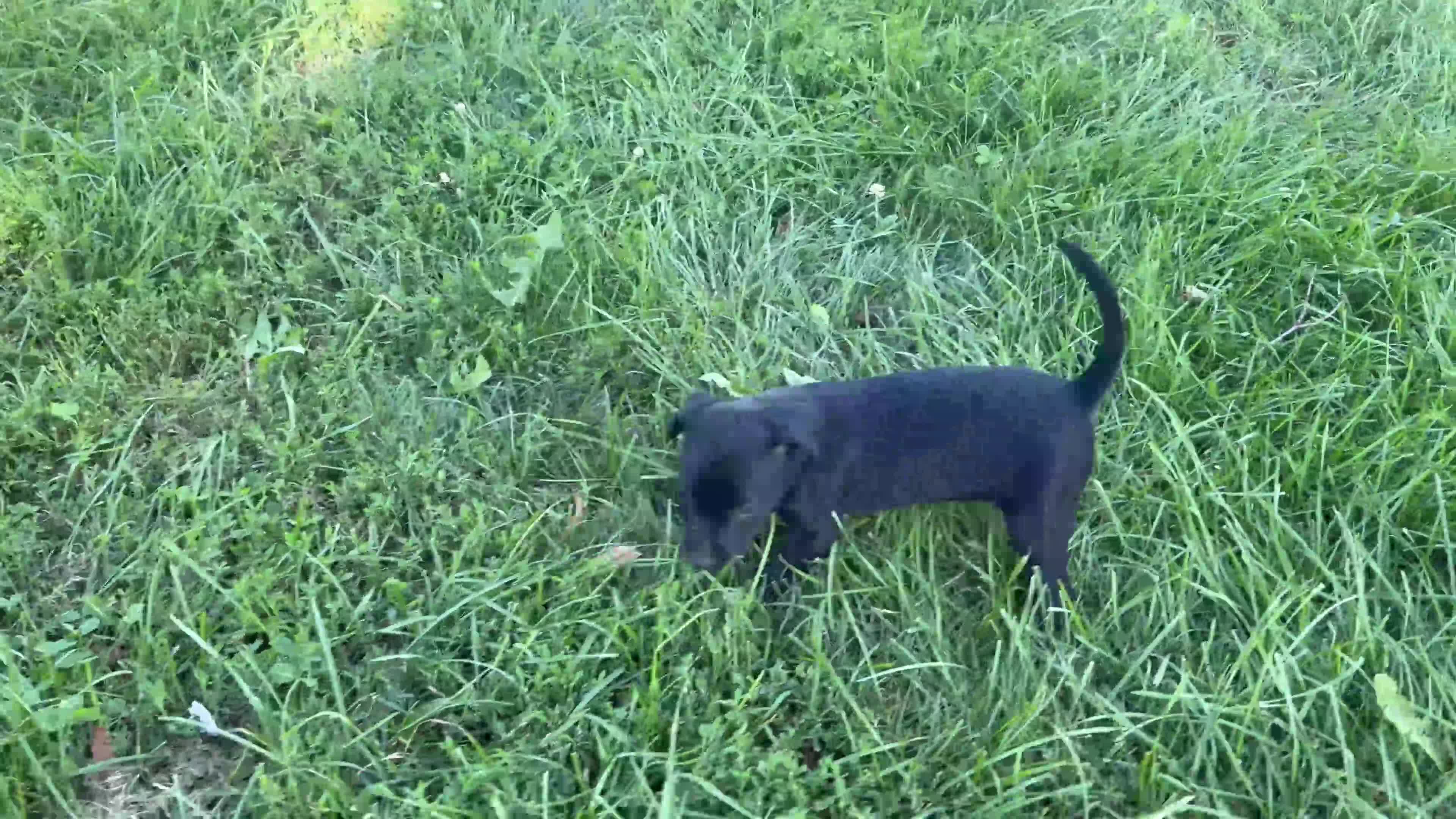 Mixed Breed dogs for sale: Chip - Video 2