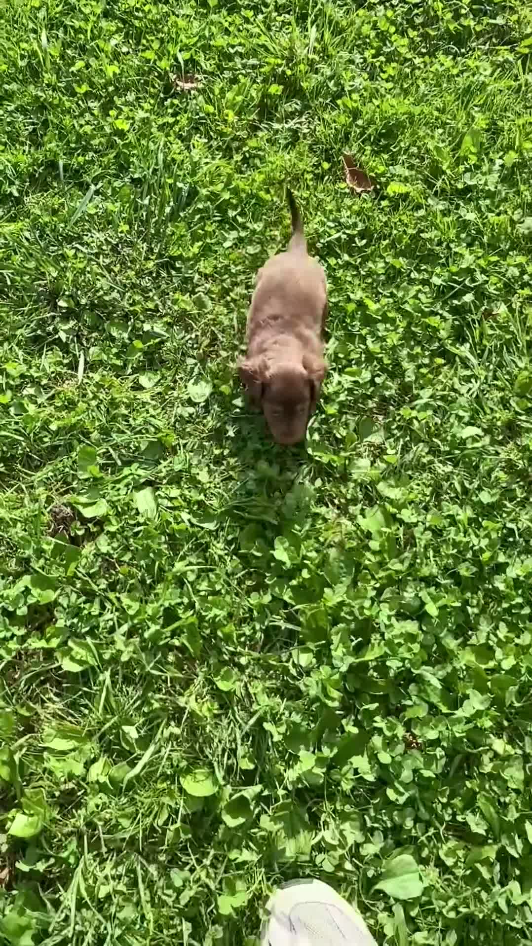 Miniature Dachshund dogs for sale: Miniature Dachshund 6 - Video 1