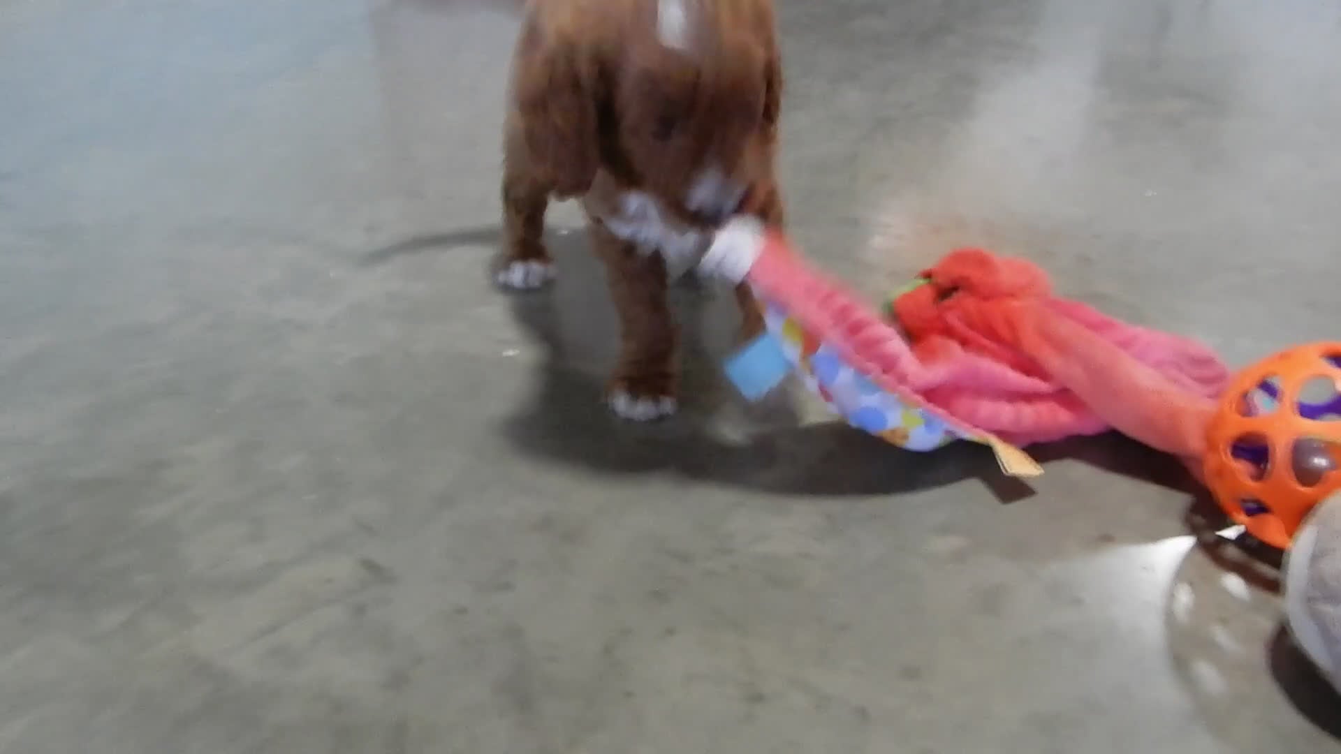 Goldendoodle dogs for sale: Leo-MEDIUM - Video 2