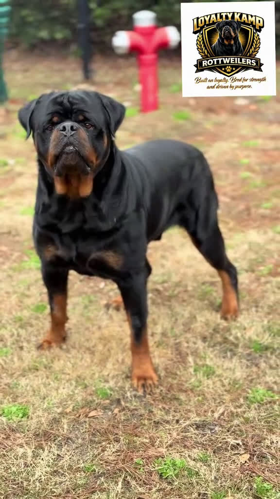 Rottweiler dogs for sale: Rottweiler Puppy 1 - Video 1
