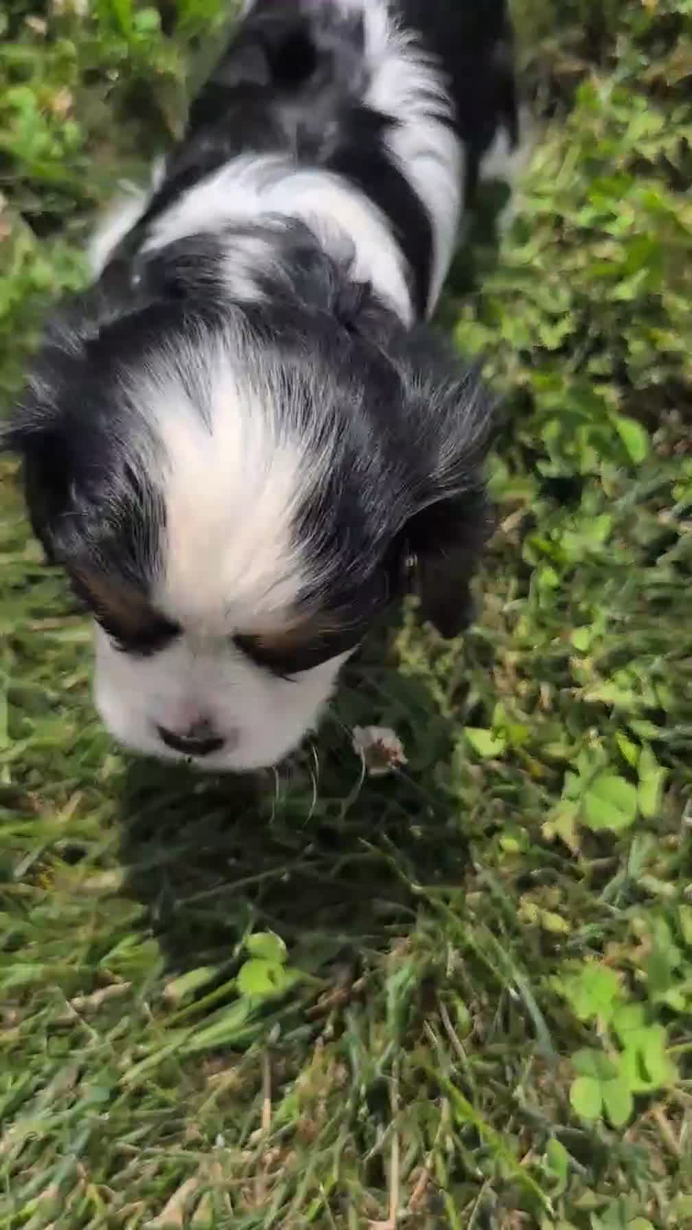 Cavalier King Charles Spaniel dogs for sale: Iris - Video 1