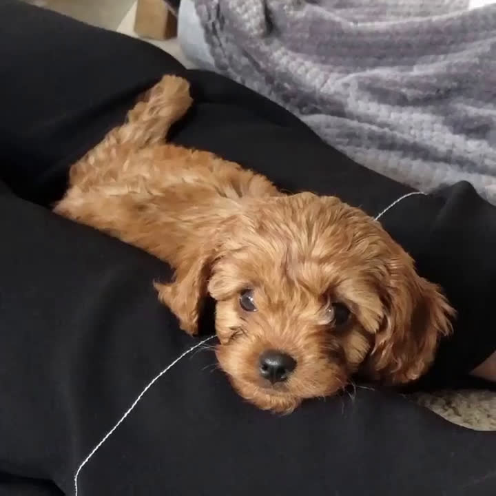 Cavapoo dogs for sale: Cavapoo Puppy 3 - Video 1
