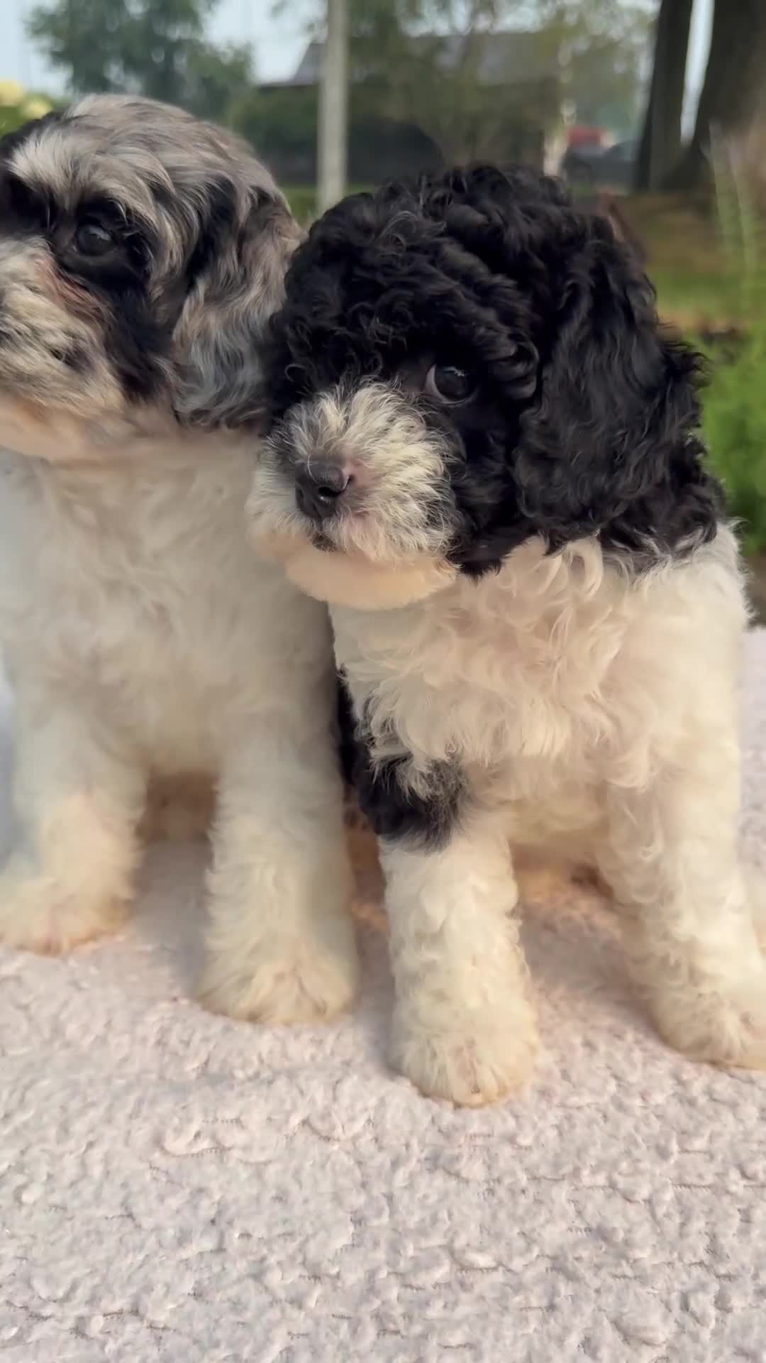 Cavapoo dogs for sale: Baron - Video 2