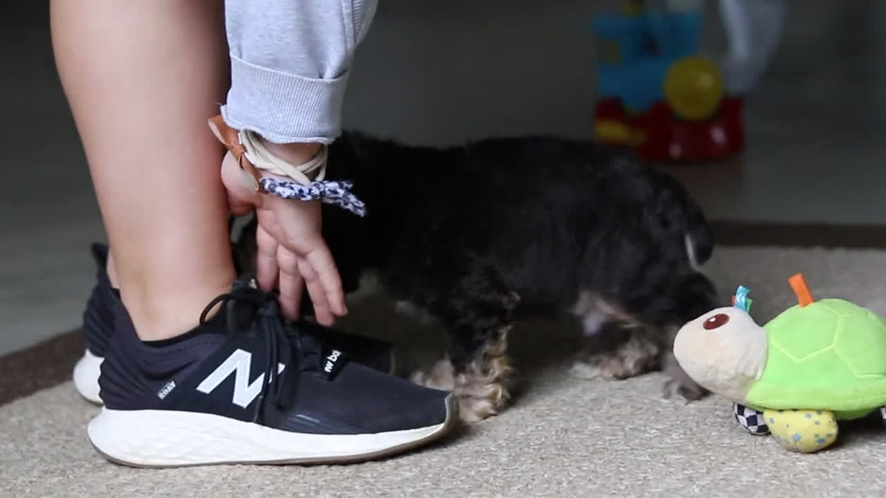 Cocker Spaniel dogs for sale: Lulu - Video 5