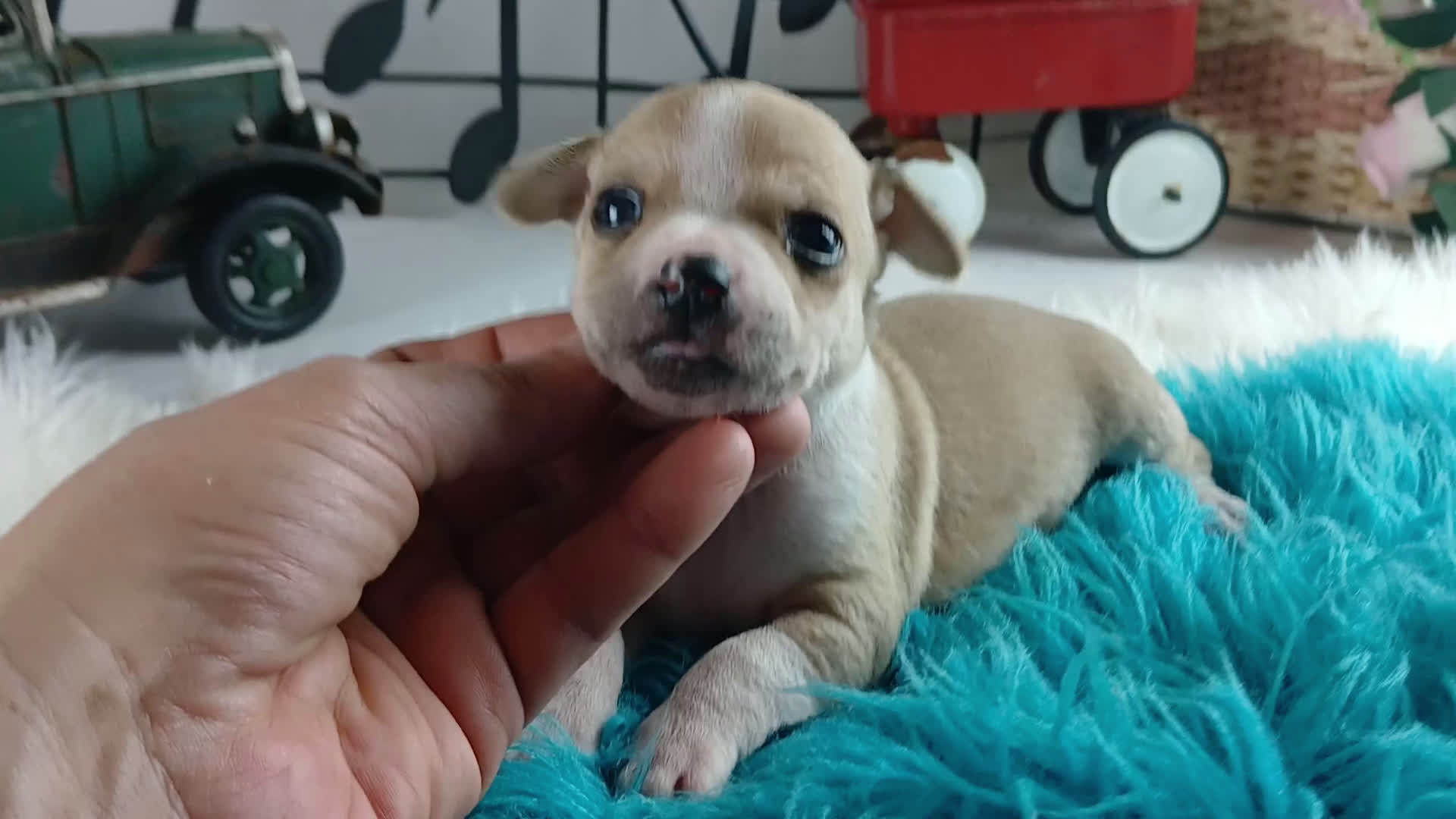 Chihuahua dogs for sale: Cece's fawn/white boy, NATIONWIDE DELIVERY  - Video 1