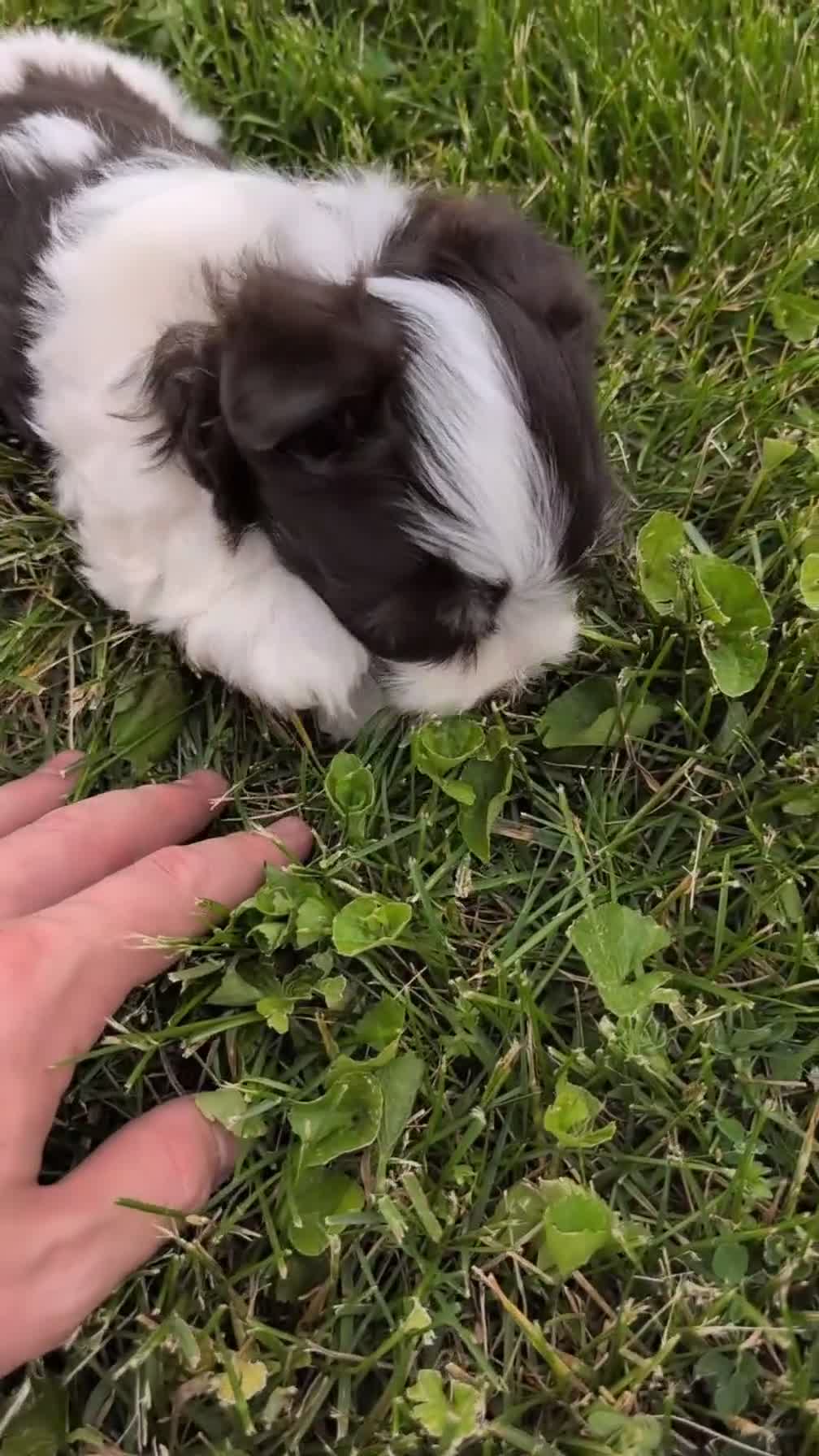 Havanese dogs for sale: Niles - Video 1