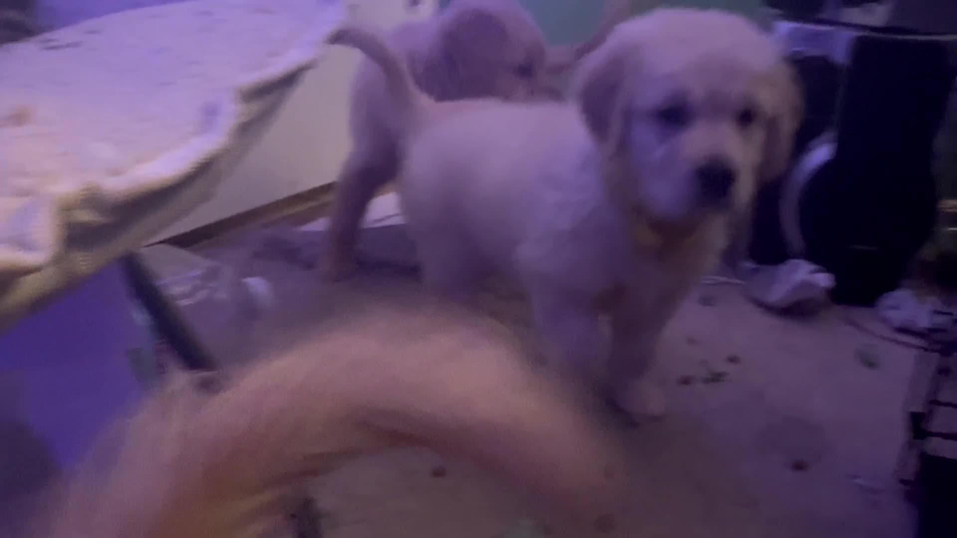 Golden Retriever dogs for sale: Nova - Video 6