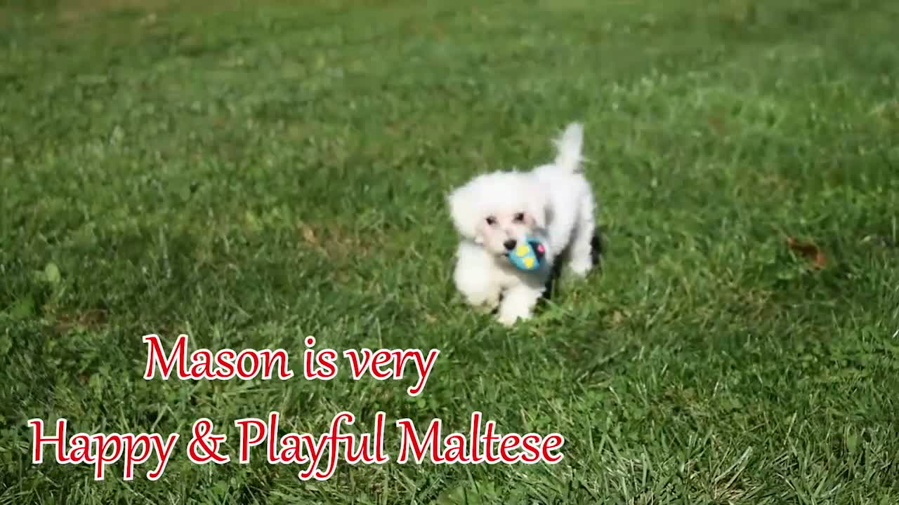 Maltese dogs for sale: Mason 🦴 - Video 1