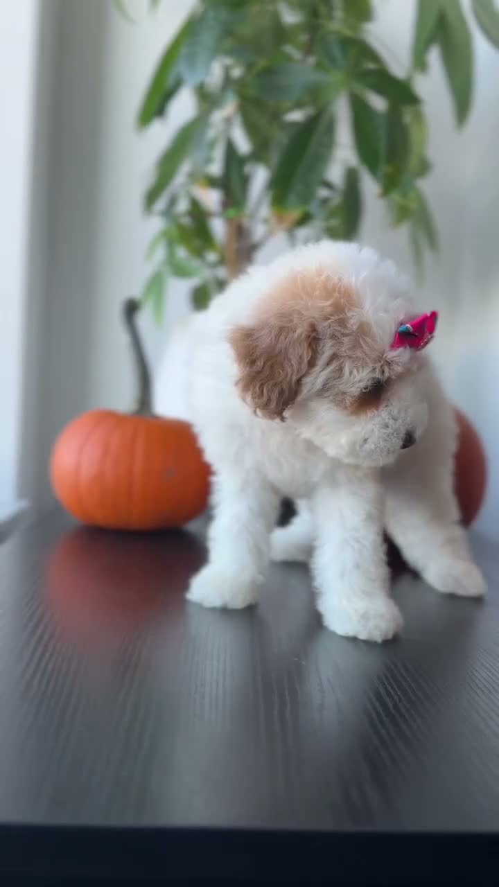 Toy Poodle dogs for sale: Teacup Nova - Video 1