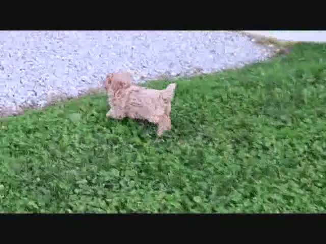 Shihpoo dogs for sale: Panzy - Video 1