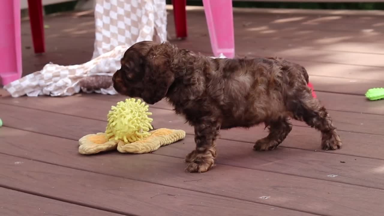 Cocker Spaniel dogs for sale: Milo - Video 6