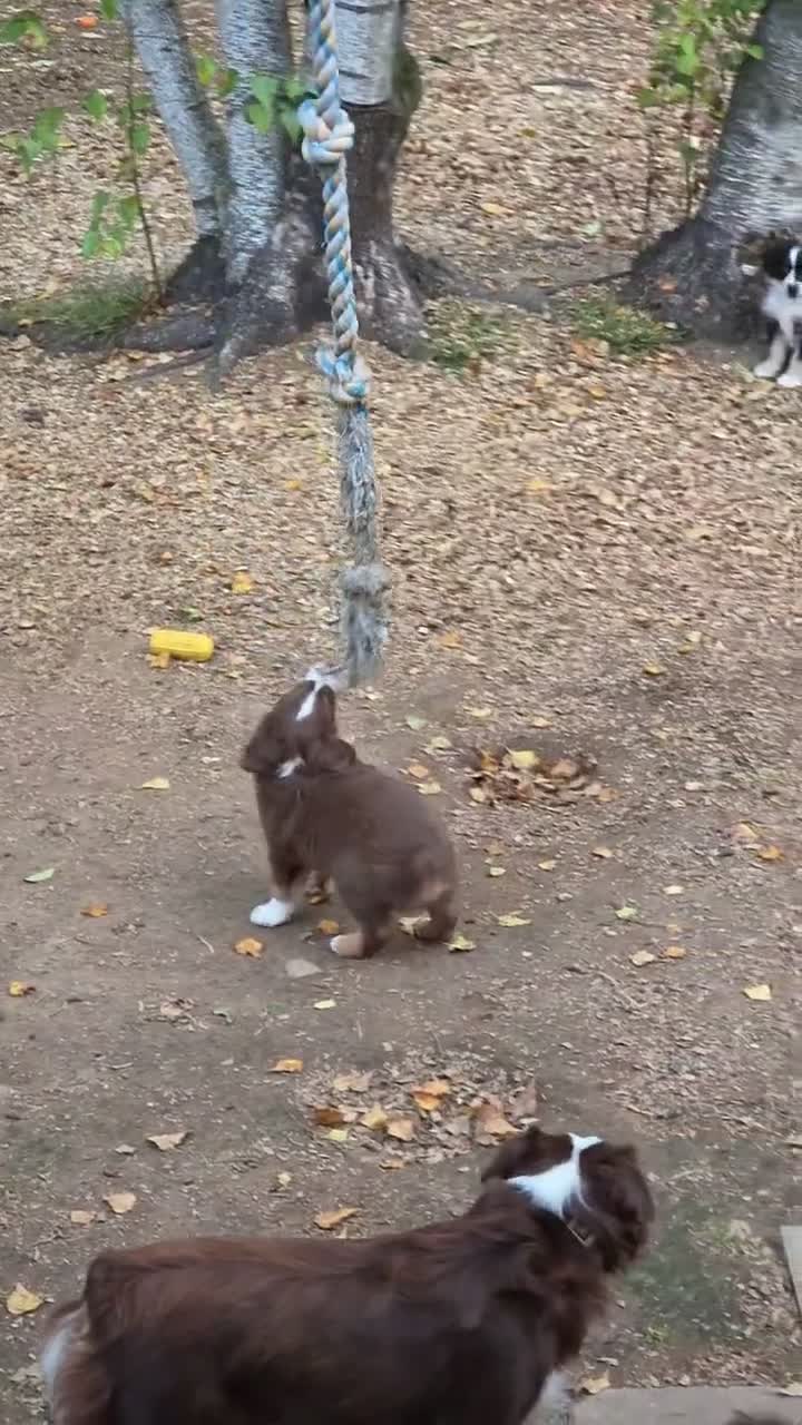 Miniature Australian Shepherd dogs for sale: Miniature Australian Shepherd 1 - Video 5