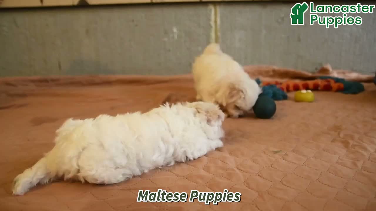 Maltese dogs for sale: Angela - Video 1