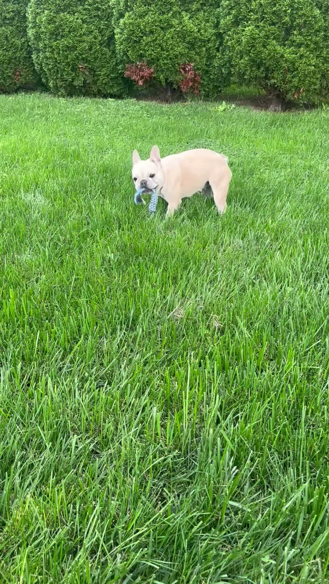 French Bulldog dogs for sale: Mila - Video 3