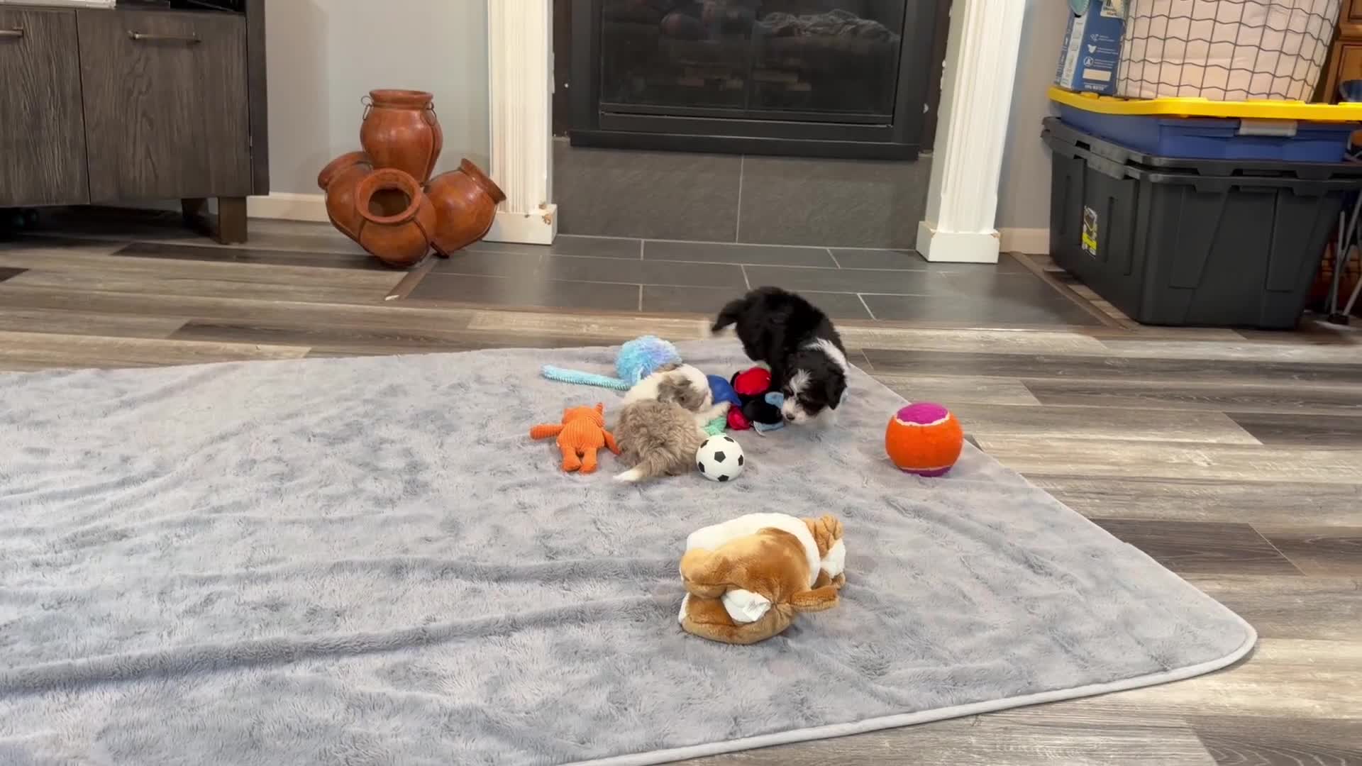Aussiedoodle dogs for sale: Conley - Video 2