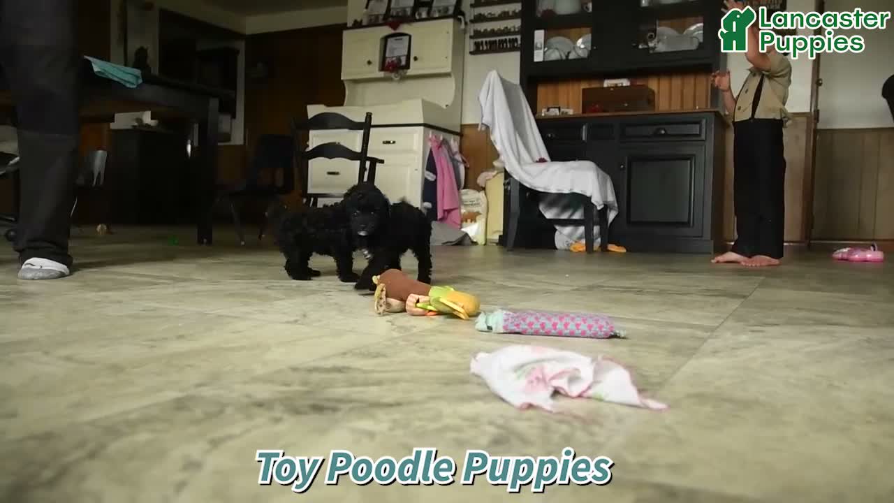 Toy Poodle dogs for sale: Harper - Video 1