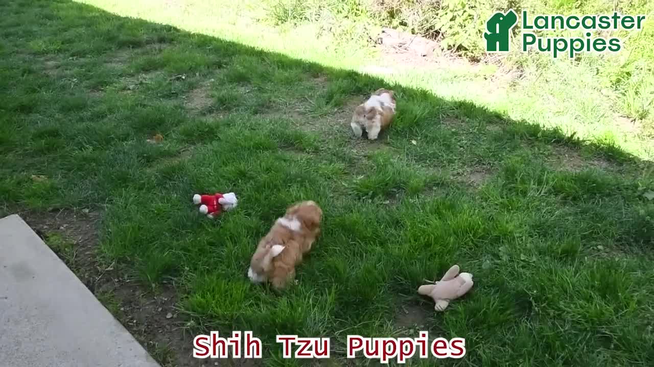 Shih Tzu dogs for sale: Lily - Video 1