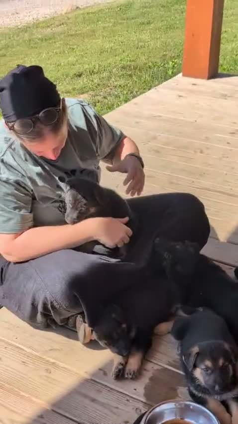 German Shepherd dogs for sale: ♥️SWEET RUBY♥️ - Video 4