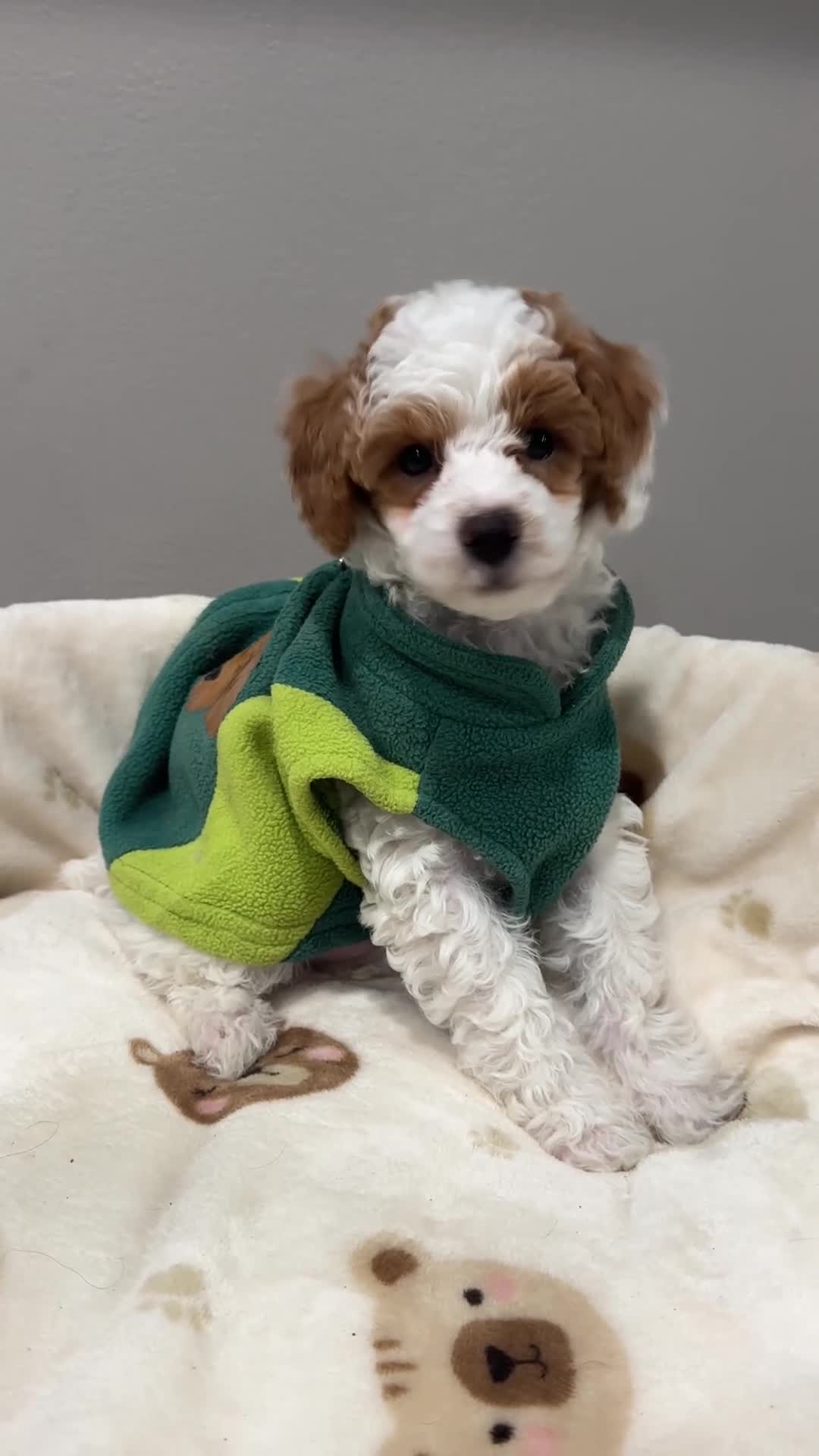 Miniature Poodle dogs for sale: Patch - Video 1
