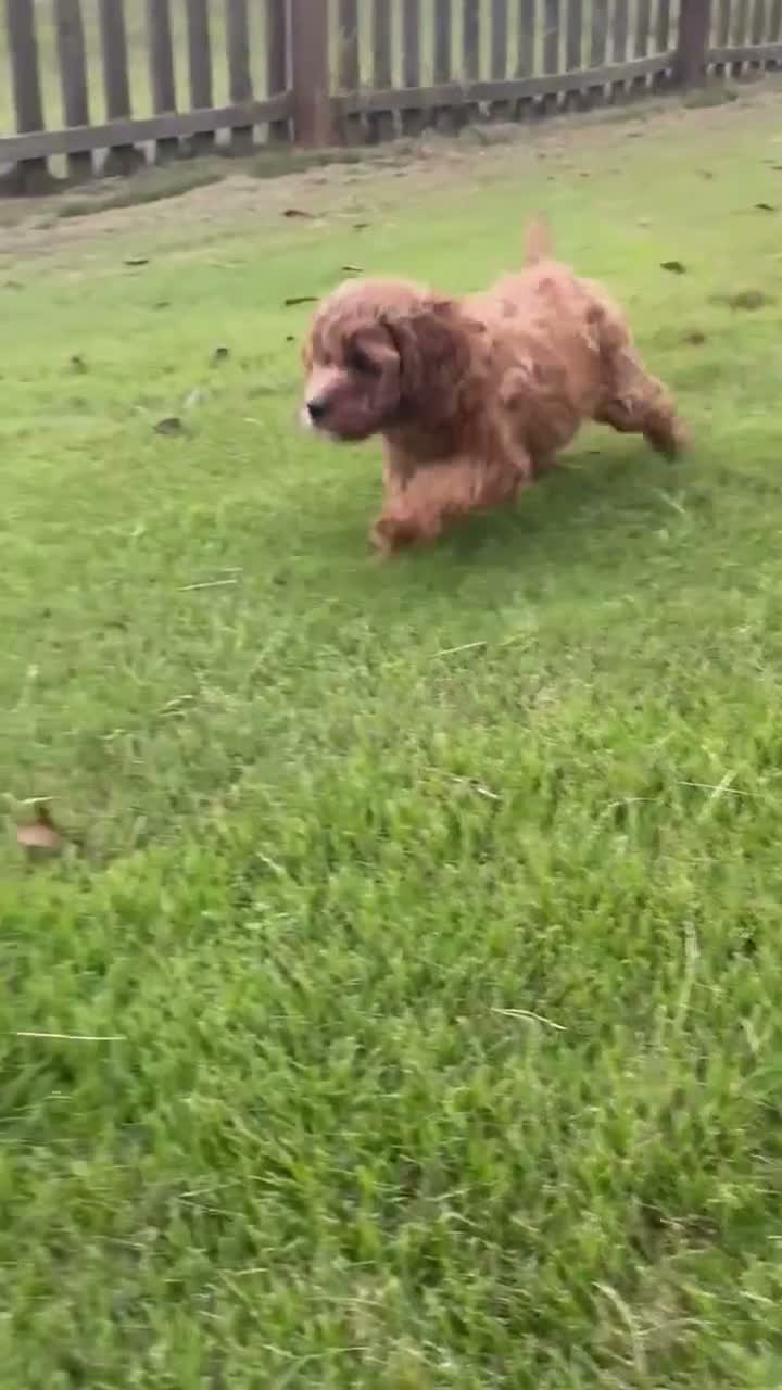 Cavapoo dogs for sale: Cavapoo 2 Dark Red Male - Video 1