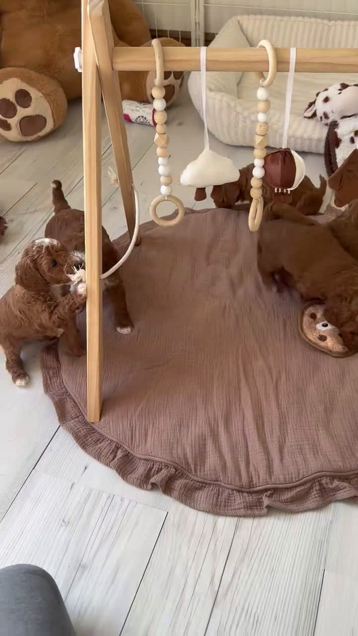 Mini Goldendoodle dogs for sale: Gingersnap-petite  - Video 1