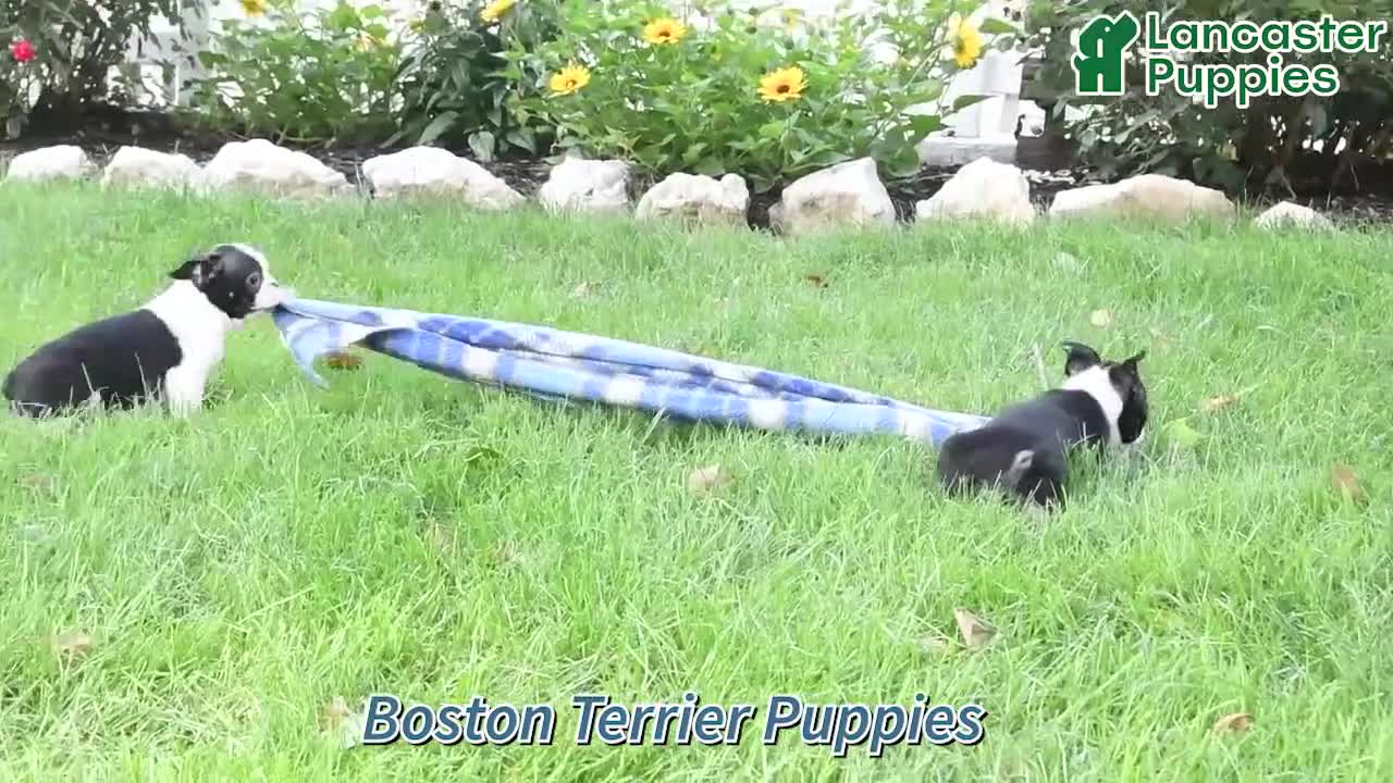 Boston Terrier dogs for sale: Rascal - Video 1