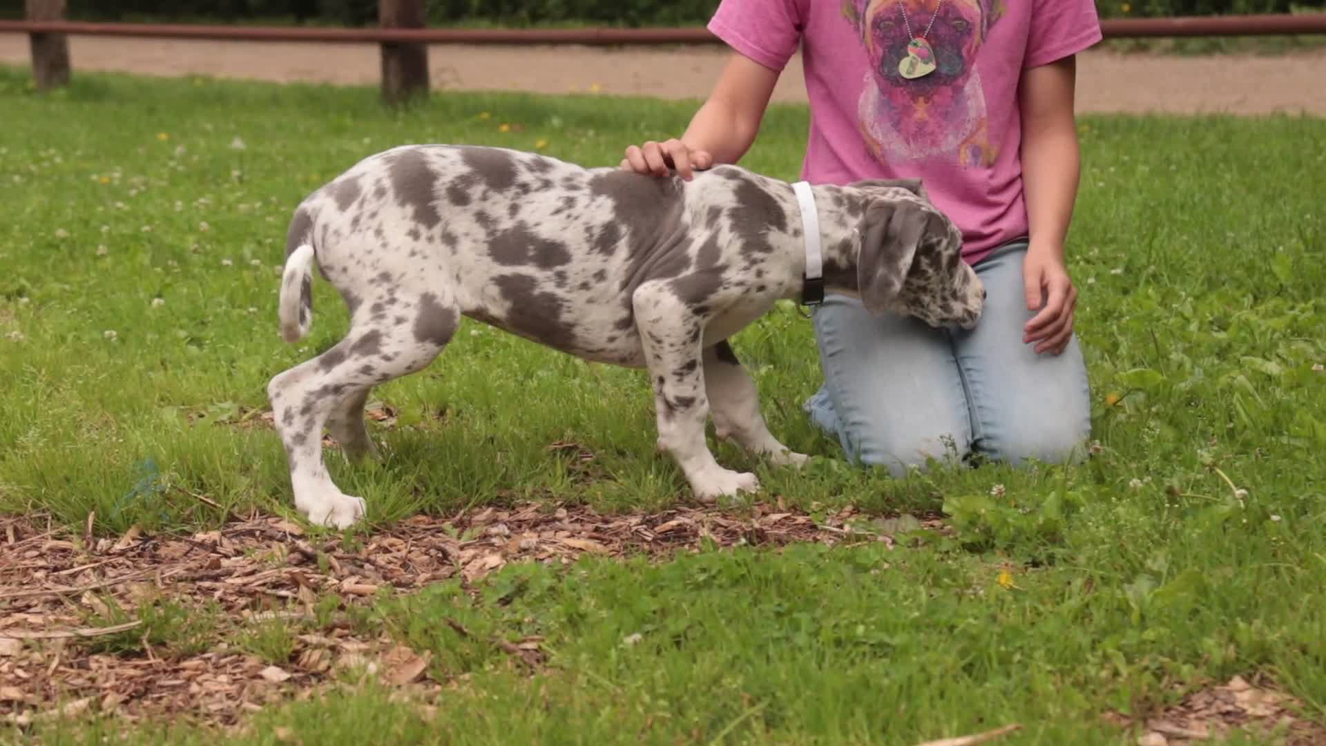 Great Dane dogs for sale: Stella - Video 1