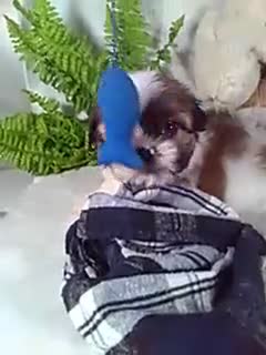 Shih Tzu dogs for sale: Apollo - Video 1