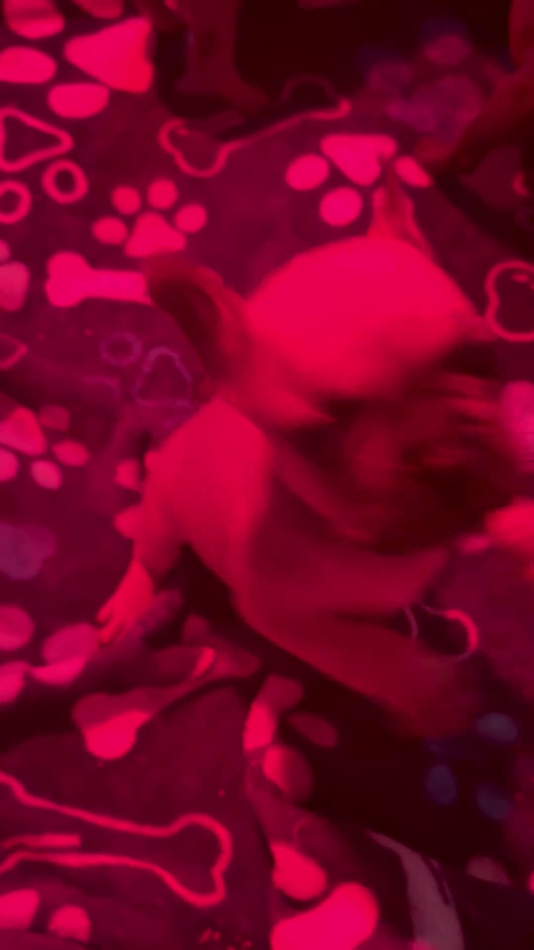 French Bulldog dogs for sale: French Bulldog  - Video 2