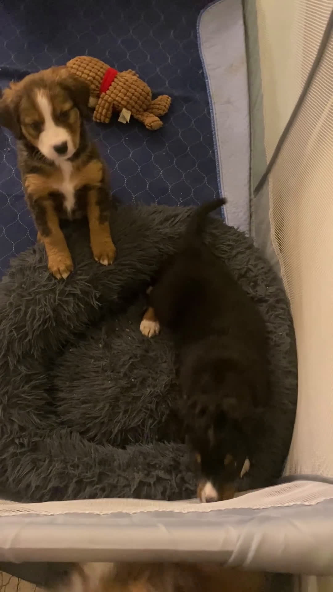 Bernedoodle dogs for sale: Bernedoodle Puppy 1 - Video 1