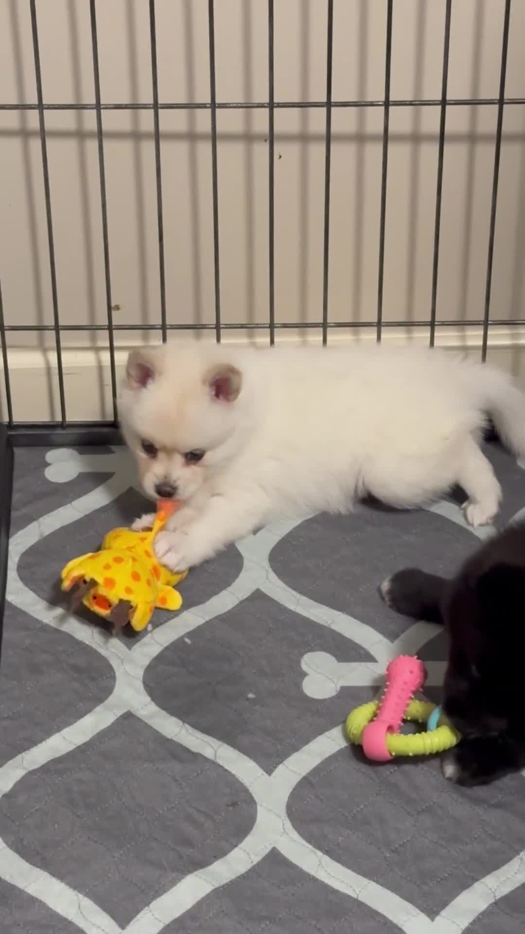 Pomsky dogs for sale: Paddy - Video 1