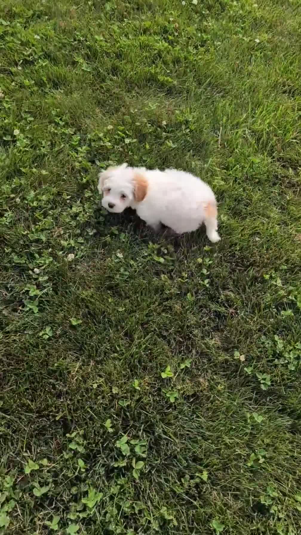 Mixed Breed dogs for sale: Dahlia - Video 1
