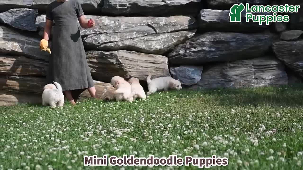 Mini Goldendoodle dogs for sale: Kevin - Video 1