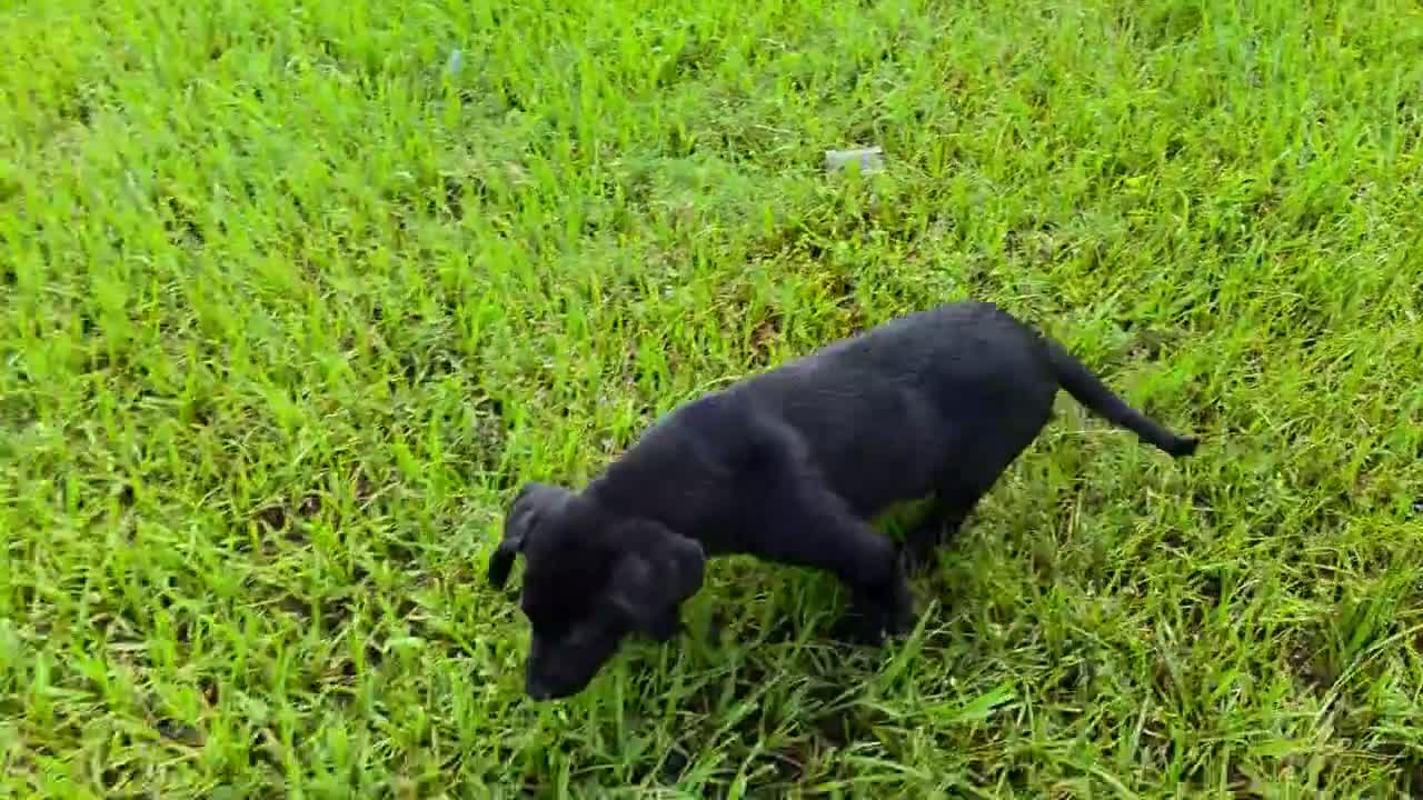 Labrador Retriever dogs for sale: Annie - Video 1