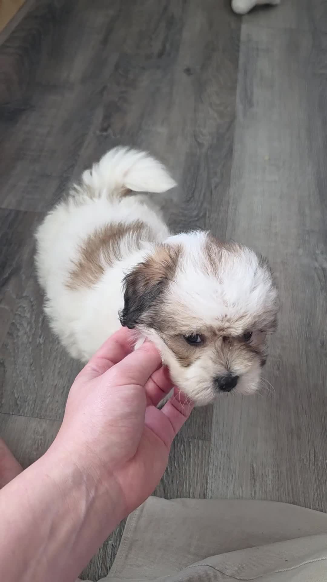 Maltipoo dogs for sale: Graham - Video 1